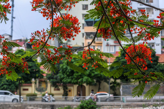 Ảnh: Hoa phượng nhuộm đỏ phố phường Hà Nội