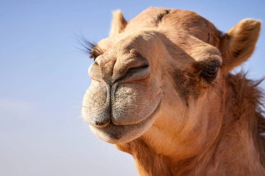 Lạc đà làm thế nào để sống sót trên sa mạc cằn cỗi?