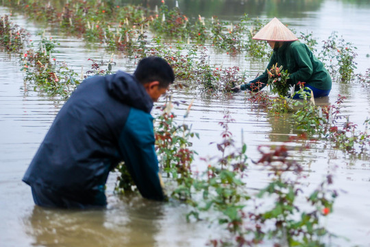 Ảnh: Ruộng đồng ngập nặng sau mưa lớn, nông dân lội nước cắt hoa bán vội