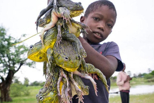 Vì sao người châu Phi lại ăn loài ếch khổng lồ cực độc này?
