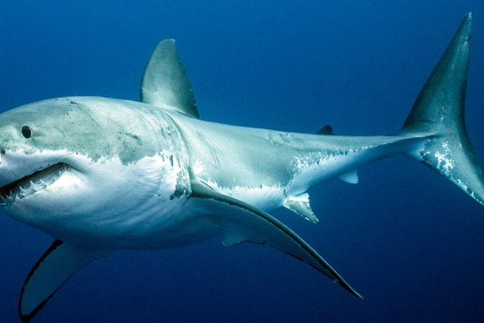 Vì sao cá mập thích sinh sống ở nơi có núi lửa dưới lòng đại dương?