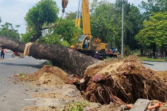 Di dời cây xà cừ hơn 100 năm tuổi tại TP Huế