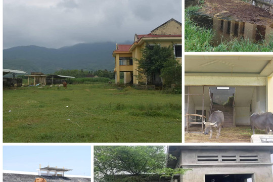 Ảnh: Những dự án cả thập kỷ bỏ hoang thành nơi chăn trâu, bò ở Huế và Quảng Trị