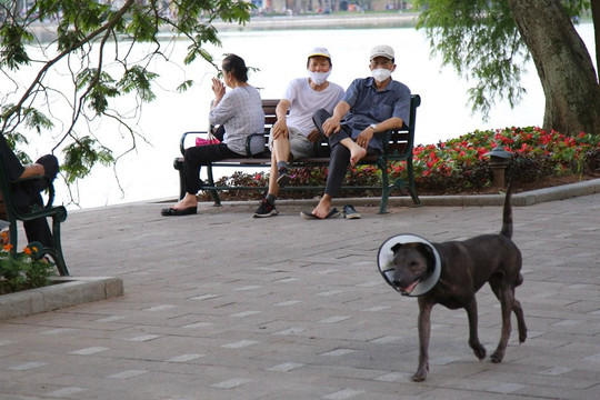 Tràn ngập chó trên phố đi bộ hồ Gươm bất chấp TP Hà Nội đã quy định cấm