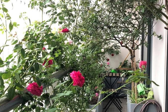 Căn hộ penthouse gia chủ tự thiết kế ban công với vườn hồng mini