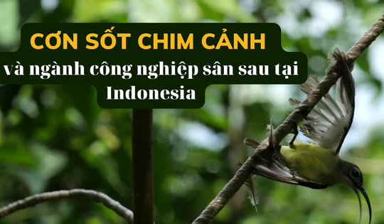 Giống lan đột biến ở Việt Nam, Indonesia bùng lên cơn sốt chim cảnh