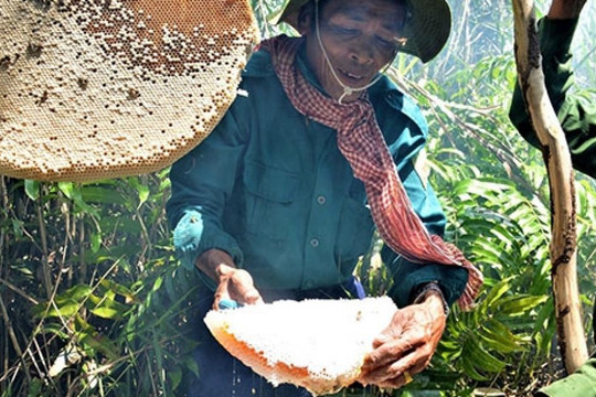 Thú vị nghề 'ăn ong' ở đất rừng U Minh Hạ