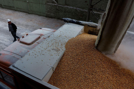 Ukraine chật vật tìm đường xuất khẩu lúa mì ra thế giới, lý do vì đâu?