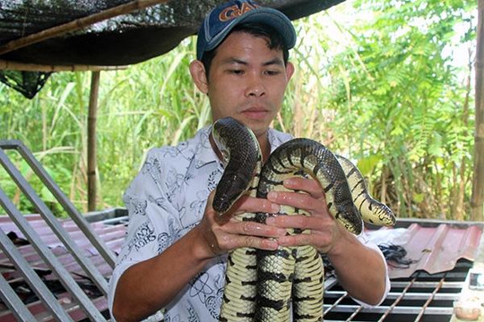 1.000 con rắn quấn nhau trong bể xi măng: Cảnh đáng sợ vườn nhà anh thợ hồ miền Tây
