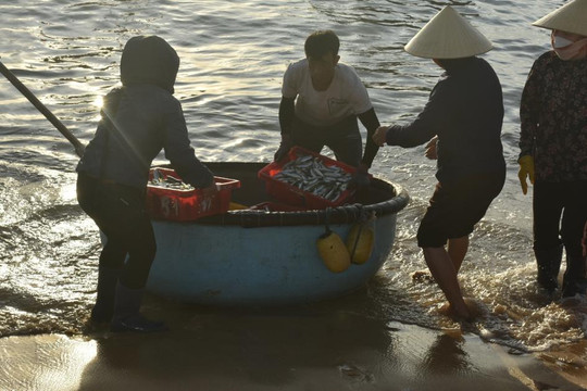 Huyên náo chợ cá bình minh trên bãi biển Quảng Bình