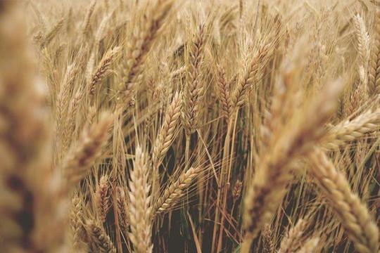 Brazil thử nghiệm nhiều loại lúa mì biến đổi gene