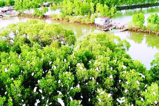 Trải nghiệm Cồn Chim- “Vùng sông nước miền Tây” của Bình Định