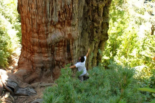 Tìm ra cây cổ thụ sống gần 5.500 năm tuổi