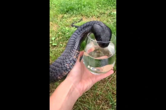 Clip người đàn ông cho rắn hổ mang chúa uống nước khiến người xem rùng mình