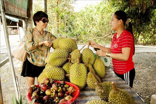 Bến Tre: Nghiên cứu xây dựng thêm những sản phẩm du lịch đặc trưng của xứ Dừa