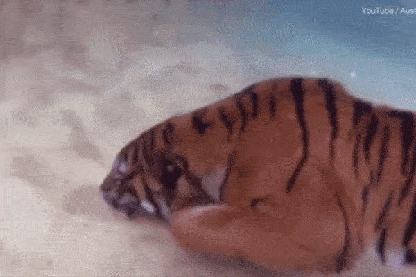 Khoảnh khắc hiếm hoi về hổ bơi lội thoăn thoắt dưới nước