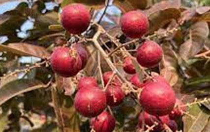Nhãn xuồng tím ra trái quanh năm, bán giá cao vẫn đắt hàng