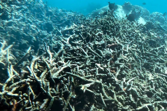 Những rạn san hô "nghìn năm" ở Nha Trang chết hàng loạt