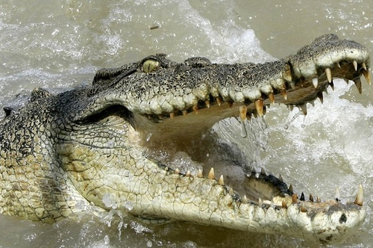 Tài xế bị cá sấu cắn đứt cánh tay vì nhảy qua hàng rào vào hồ nước trong sở thú