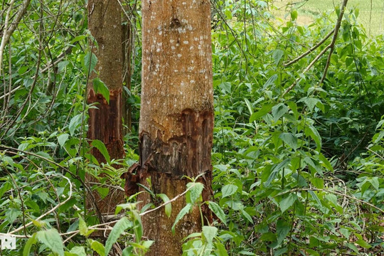 Nhiều ha rừng bị "đầu độc", cán bộ biết nhưng không báo cáo
