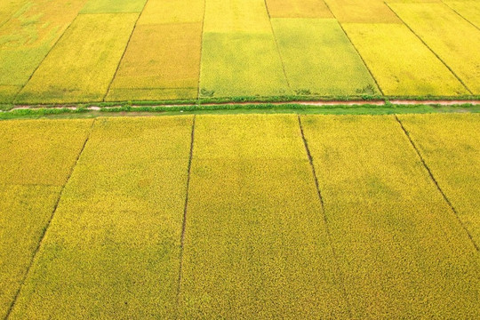 Ngắm đồng lúa "thẳng cánh cò bay" trong mùa gặt ở ngoại thành Hà Nội