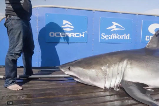 Cảnh báo cá mập trắng dài 4m ẩn nấp trong đầm phá ở Florida