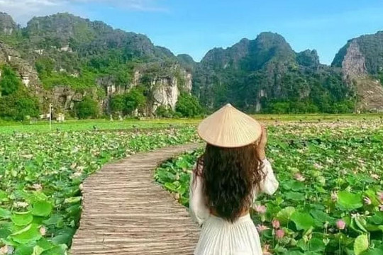 Đầm sen cánh nhỏ nở rộ đẹp lung linh, du khách lặn lội 100km về Ninh Bình chụp ảnh
