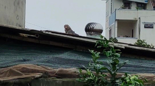 Khỉ quý hiếm vào khu dân cư trộm trứng, dọa trẻ em