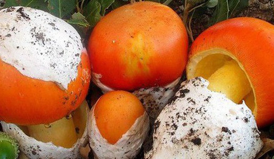 Đặc sản 'Trứng gà chồi lên từ đất' hiếm có, giá nửa triệu đồng/kg
