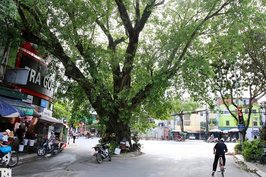 Những cây đại thụ án ngữ giữa đường lớn ở Hà Nội vẫn "sống khỏe"
