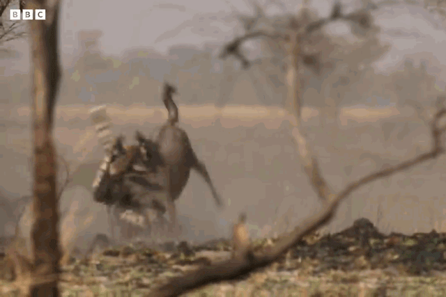Báo săn tăng tốc tuyệt đỉnh, hạ sát linh dương đầu bò trong chớp mắt