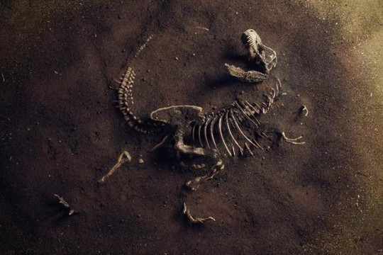 Phát hiện hóa thạch khủng long khổng lồ ở Anh