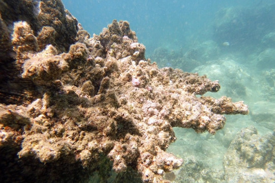 Có nên cho "biển nghỉ" để cứu những rạn san hô nghìn năm tuổi?