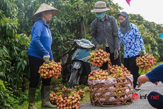 Giá cao gấp đôi, người trồng vải bán cả chục tấn, thu hàng trăm triệu đồng