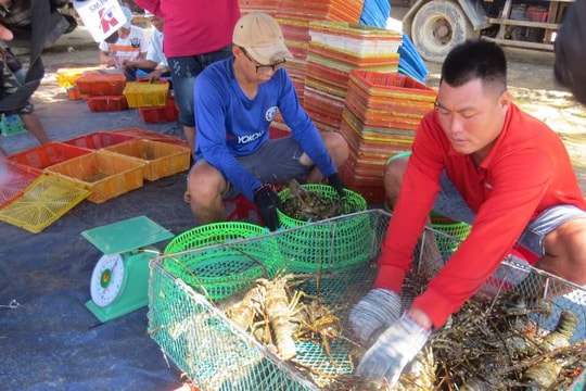 Giá thất thường, người nuôi đổ xô bán tôm hùm “cắt lỗ”