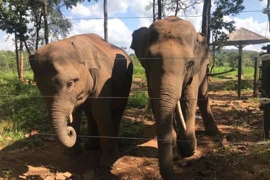 Gia Lai: Xuất hiện đàn voi rừng hoang dã ở huyện biên giới