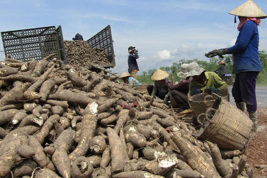 Tây Ninh trở thành 'thủ đô' của ngành chế biến tinh bột khoai mì