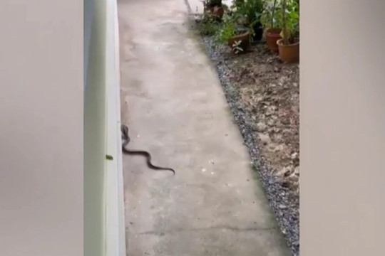 Chó dũng cảm cảnh báo chủ nhà khi phát hiện rắn hổ mang cực độc bò vào sân