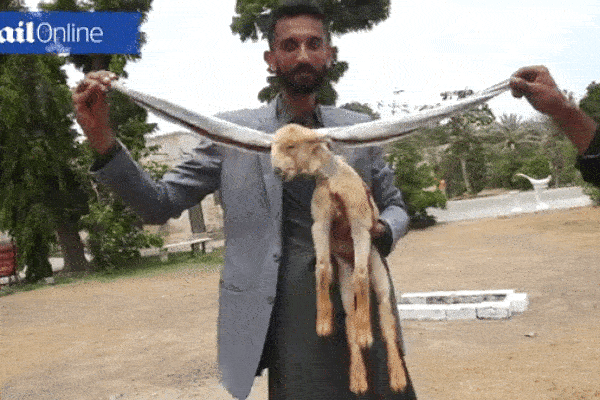 Cận cảnh đôi tai dài gần 50cm có một không hai của chú dê ở Pakistan