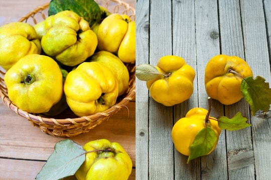 Lợi ích sức khỏe của quả mộc qua