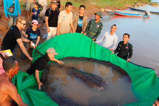 Tìm thấy "thủy quái" khổng lồ nặng gần 300 kg trên sông Mekong