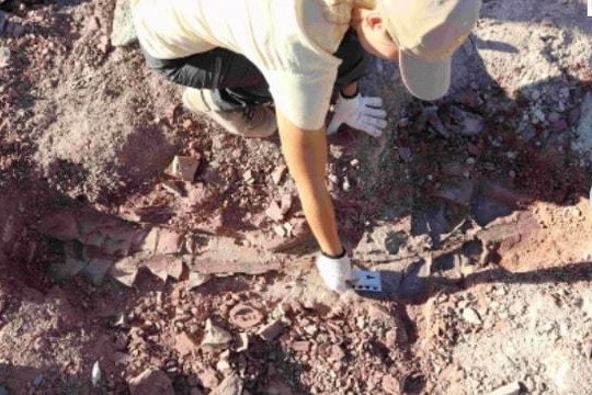 Tìm lại 'kho báu' hóa thạch nắm giữ bí mật Trái Đất sau 70 năm