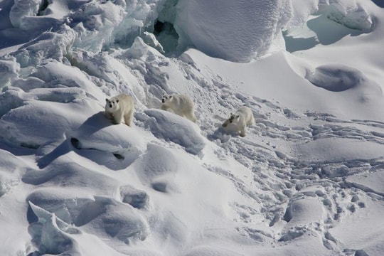 Tìm thấy quần thể gấu Bắc cực bí ẩn ở Greenland