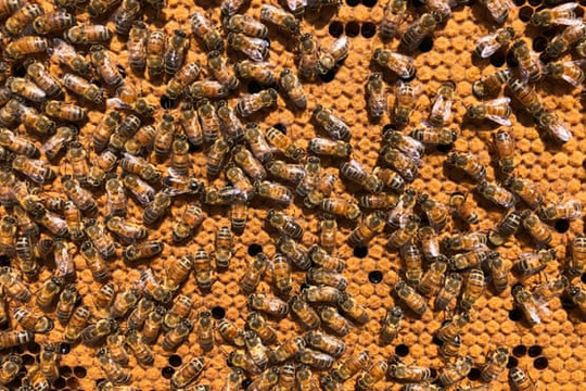 Australia 'phong tỏa' ngành nuôi ong vì loài ký sinh trùng nguy hiểm