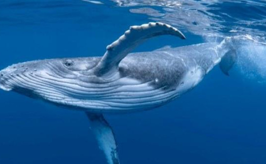 Cá voi 'to bằng cái thuyền' xuất hiện trên biển Khánh Hoà