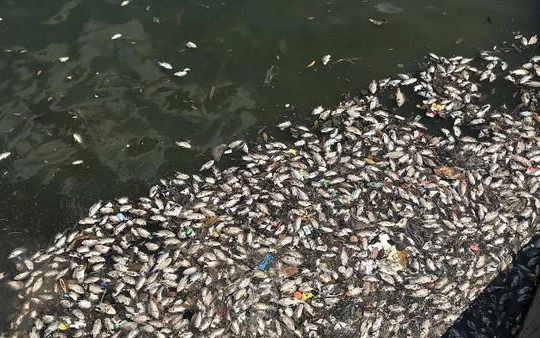 Hà Nội: Cá chết hàng loạt ở hồ điều hòa Yên Sở
