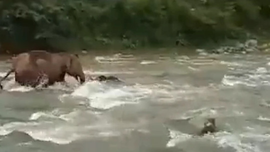 Kịch tính khoảnh khắc voi mẹ cứu con khỏi bị chết đuối khi băng qua sông