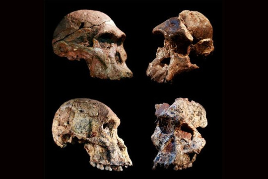 Phát hiện mới về tổ tiên loài người từ những mẫu hóa thạch ở Nam Phi