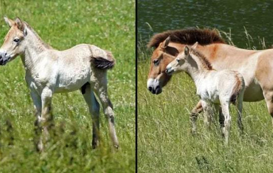 Loài ngựa quý hiếm chào đời trong sở thú Anh