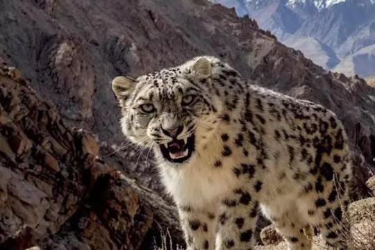 Báo tuyết hiếm bất ngờ xuất hiện ở vùng núi Ấn Độ